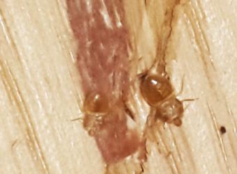 bed bug closeup