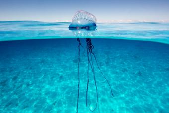 Wind-driven bubble of Bluebottle or Portuguese man o'war