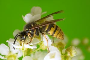 Treating a yellow jacket sting