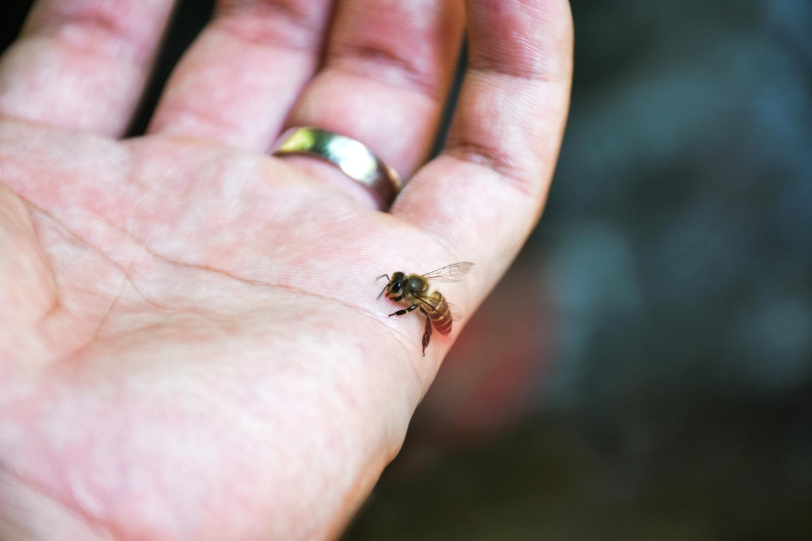 Honey Bee stinging