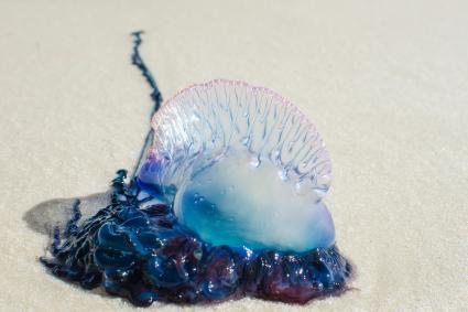 Bluebottle on sand