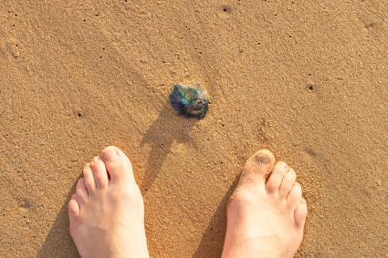 Feet near a Blue bottle jellyfish (Physalia physalis)