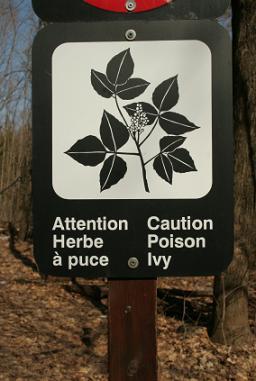 poison ivy