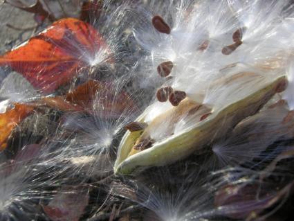 milkweed