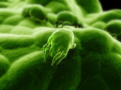 scabies mite