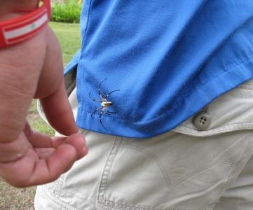 spider