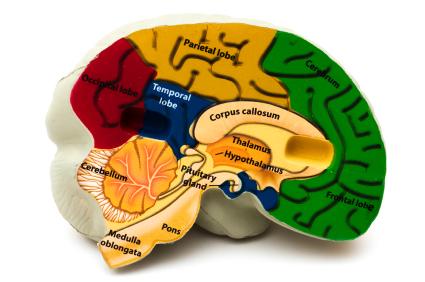 Thalamus
