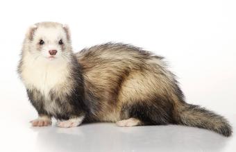 Cute silver ferret 