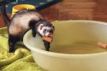 A ferret is playing with cork stopper in water at home