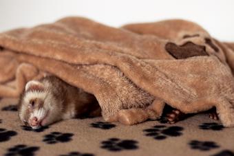 Ferret relaxing on a towel