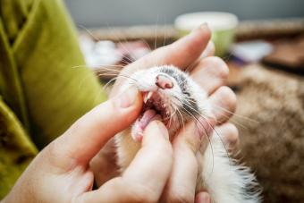 Checking young ferret mouth and teeth