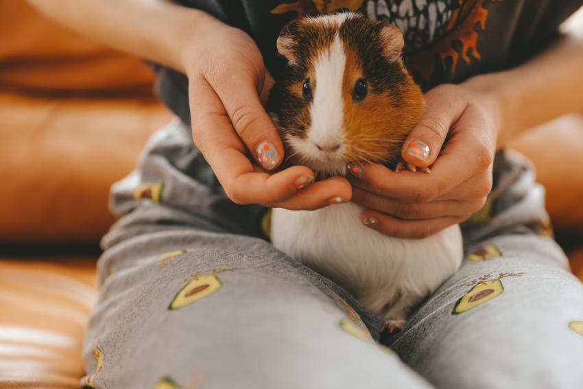 10 Best Pets for College Students They Make Great Study Buddies