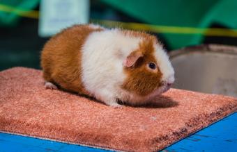  White and Ginger Teddybear Guinea Pig