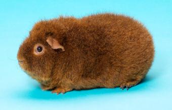 Rex Guinea Pig