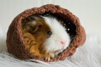 Guinea pig laying in knitted nest bed