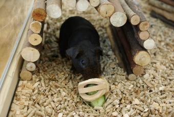 Skinny Guinea pig under a hide in enclosure.