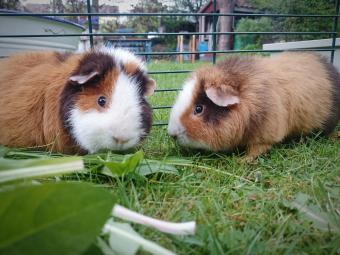 two guinea pigs