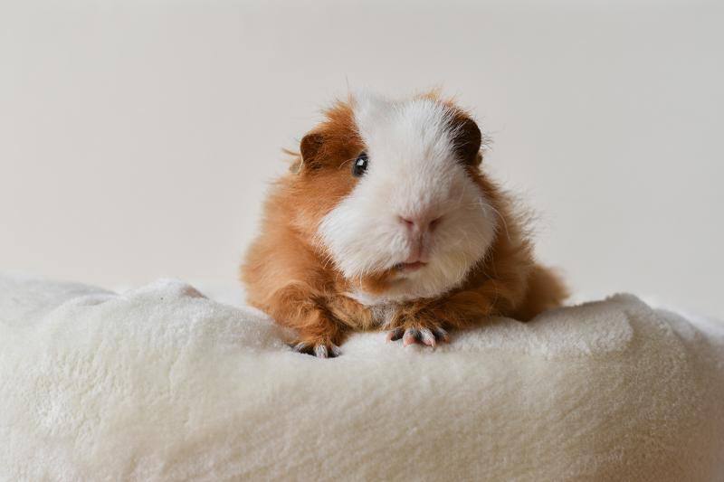 Can guinea shop pigs have popcorn