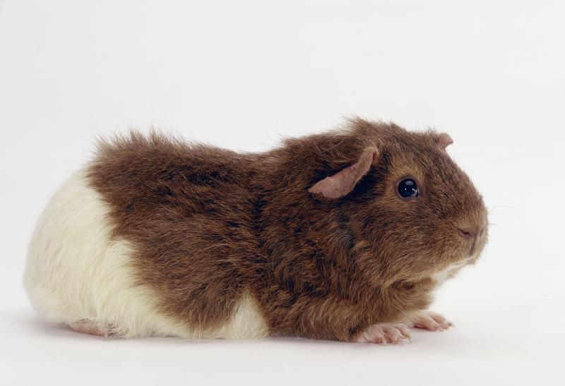 Rex Guinea Pig Breed Guide The King of All Cavies? LoveToKnow Pets