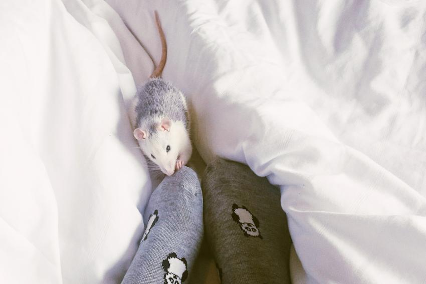 10 Best Pets for College Students They Make Great Study Buddies