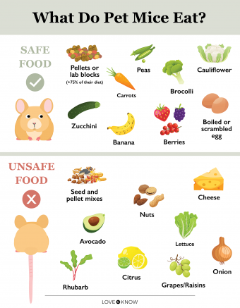 What do pet mice eat infographic