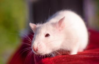 Pet white rat