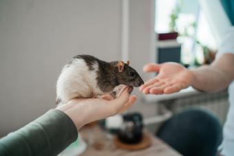 two people taking turns holding pet rat