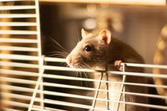 How Smart Are Rats Really? These Brainy Pets Will Surprise You