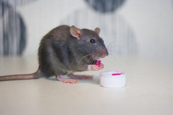 gray rat eating from a small plate