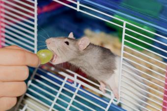 pet rat eating a grape