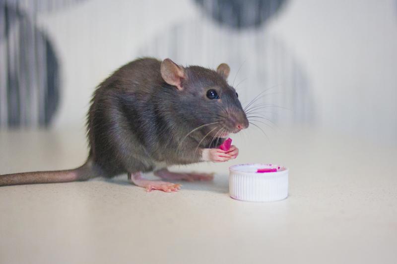 Pet Rat Diet Guide How and What to Feed These Awesome Pets