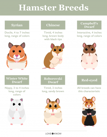 Syrian Hamsters Colors