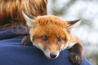 Red fox cub lying on man's shoulder