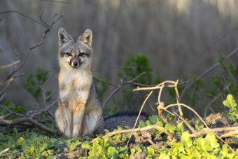 Grey Fox in the Woods