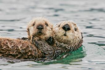 Sea Otter with Pup