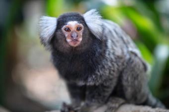 small monkey breeds