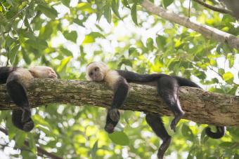 Squirrel monkey