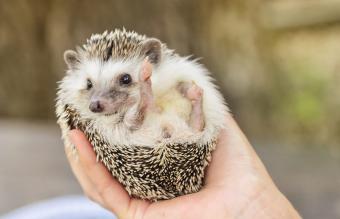 Pet hedgehog