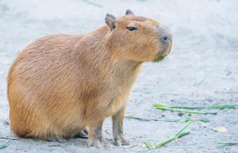 Cute Capybara eating