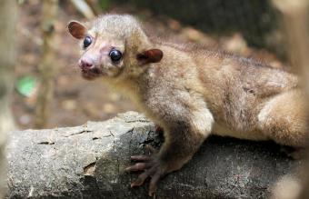 Kinkajou at the Zoo