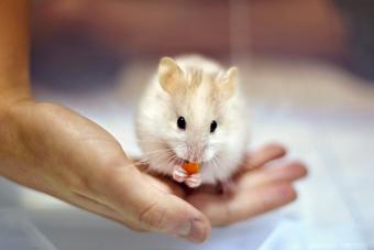 Hamster eating carrot in child's hand