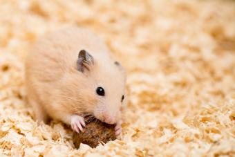 Golden Hamster eating a nut