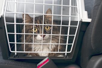 Tabby cat in pet carrier on passenger seat in car