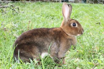 brown rex rabbit in the grass