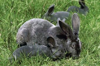 black rex rabbits mother and babies