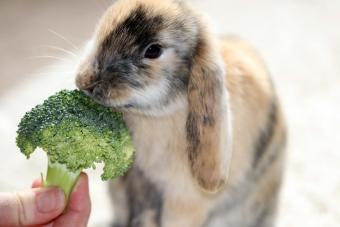 bunny eating broccoli