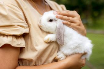 Girl holding cute rabbit