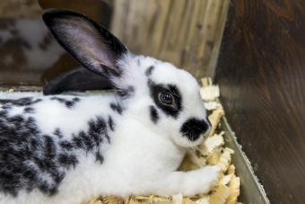 A small English spotted rabbit lies in the cage