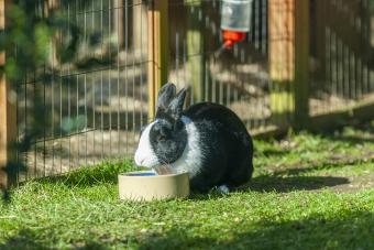 Domesticated black and white dutch rabbit feeding