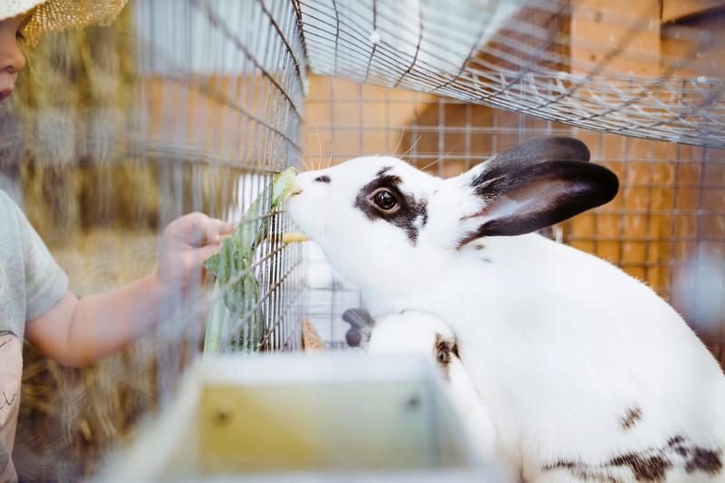 Complete Rabbit Supply List for Your New Pet LoveToKnow Pets